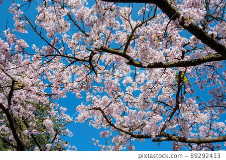 Close up shot of the Cherry blossom in Alishan National Forest Recreation Area Close up shot of the Cherry blossom in Alishan National Forest Recreation Area 89292413