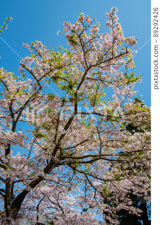 Cherry blossom in Alishan National Forest Recreation Area Cherry blossom in Alishan National Forest Recreation Area 89292426