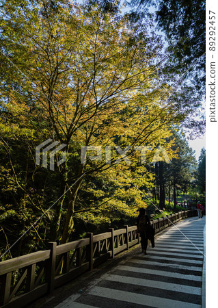 Morning landscape in Alishan National Forest Recreation Area Morning landscape in Alishan National Forest Recreation Area 89292457