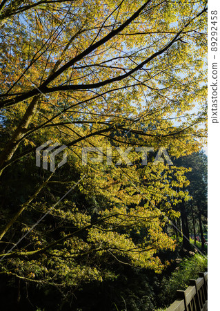 Morning landscape in Alishan National Forest Recreation Area Morning landscape in Alishan National Forest Recreation Area 89292458