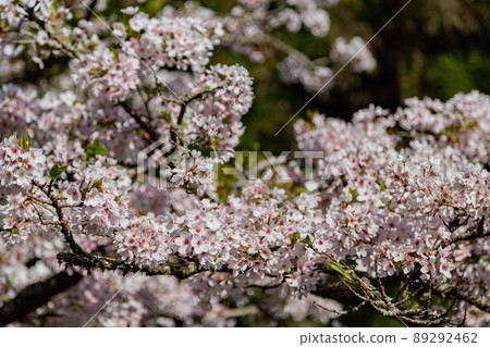 Close up shot of the Cherry blossom in Alishan National Forest Recreation Area Close up shot of the Cherry blossom in Alishan National Forest Recreation Area 89292462