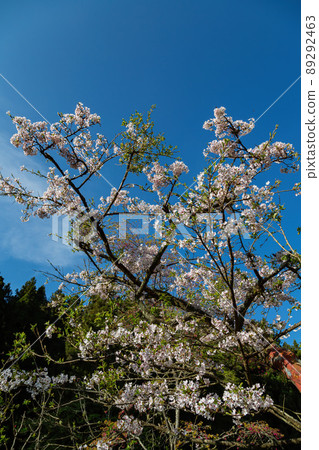 Cherry blossom in Alishan National Forest Recreation Area 89292463