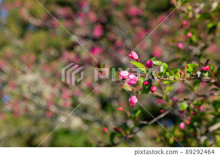 Close up shot of Malus halliana blossom in Alishan National Forest Recreation Area 89292464