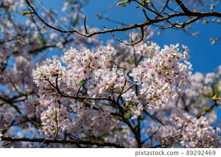 Cherry blossom in Alishan National Forest Recreation Area Cherry blossom in Alishan National Forest Recreation Area 89292469