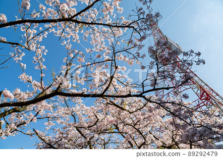 Cherry blossom in Alishan National Forest Recreation Area 89292479