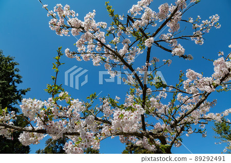 Close up shot of the Cherry blossom in Alishan National Forest Recreation Area 89292491