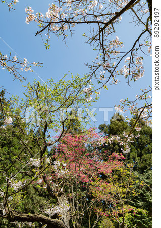 Cherry blossom in Alishan National Forest Recreation Area Cherry blossom in Alishan National Forest Recreation Area 89292497