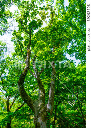 新鮮的綠色 celtis sinensis 新鮮的綠色 celtis sinensis 89292508