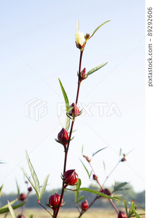 Roselle fruits flower blue sky background,Hibiscus sabdariffa or roselle flower Roselle fruits flower blue sky background,Hibiscus sabdariffa or roselle flower 89292606