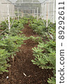Fig plants growing in organic farm 89292611