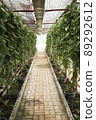 Vanilla plants rows in organic farm 89292612
