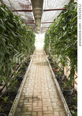 Vanilla plants rows in organic farm 89292612