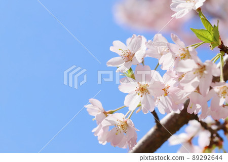 Sakura Shikawa in full bloom that shines in the blue sky [Close-up] 89292644