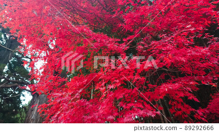 楓葉 楓葉 89292666