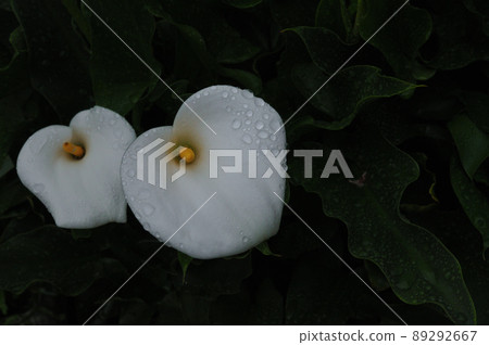 雨花後的顏色 89292667