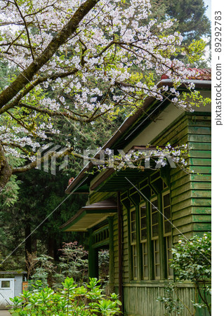 Cherry blossom and Japanese wooden building in Alishan National Forest Recreation Area 89292783