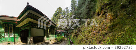 Cherry blossom and Japanese wooden building in Alishan National Forest Recreation Area 89292785