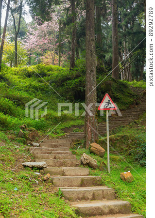 Cherry blossom in Alishan National Forest Recreation Area 89292789