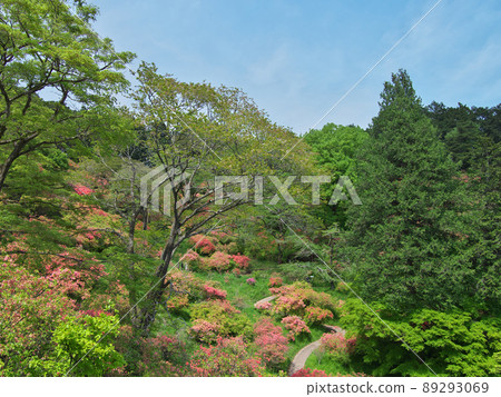 阿波城山公園鹿沼四月 阿波城山公園鹿沼四月 89293069