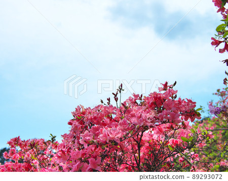 阿波城山公園鹿沼四月 阿波城山公園鹿沼四月 89293072
