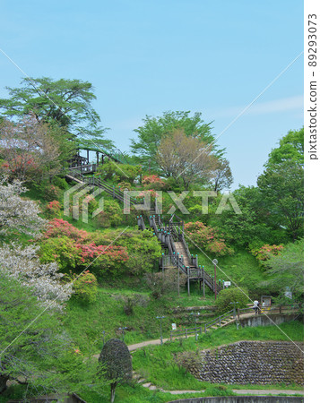 阿波城山公園鹿沼四月 阿波城山公園鹿沼四月 89293073