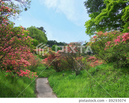 阿波城山公園鹿沼四月 89293074