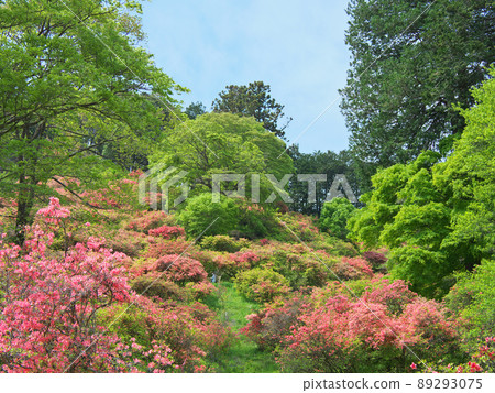 阿波城山公園鹿沼四月 阿波城山公園鹿沼四月 89293075
