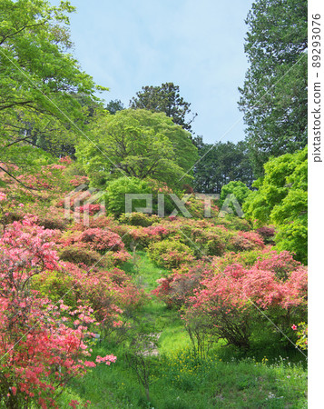 阿波城山公園鹿沼四月 阿波城山公園鹿沼四月 89293076