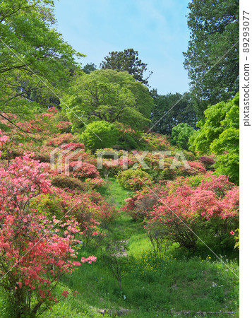 阿波城山公園鹿沼四月 阿波城山公園鹿沼四月 89293077