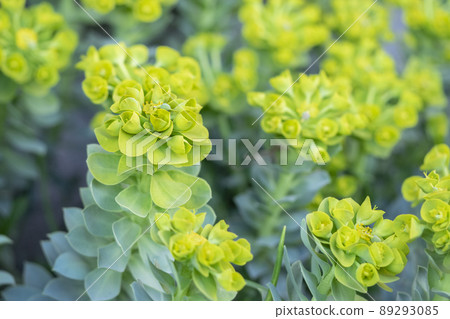 Euphorbia milcinites Hokkaido 89293085