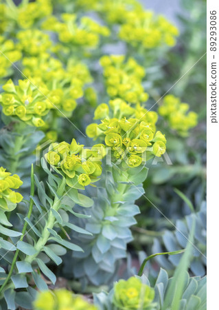 Euphorbia milcinites Hokkaido 89293086