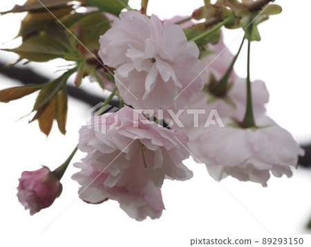 櫻花 櫻花 89293150