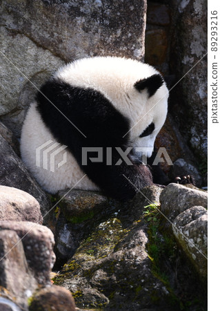 Water panda Water panda 89293216