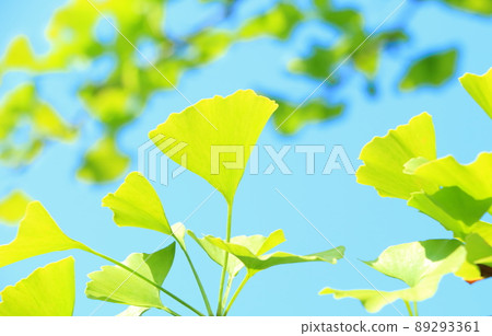 銀杏鮮綠/生態形象 89293361