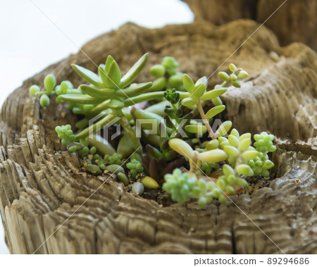 Planting succulent plants Planting succulent plants 89294686
