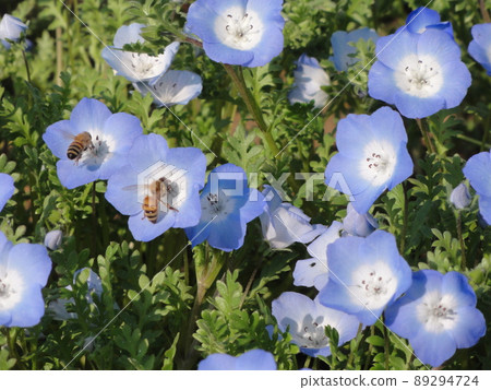 Nemophila bee Nemophila bee 89294724