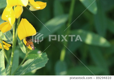 A insect is catching Sunn Hemp flower and blur green leaves. A insect is catching Sunn Hemp flower and blur green leaves. 89294810