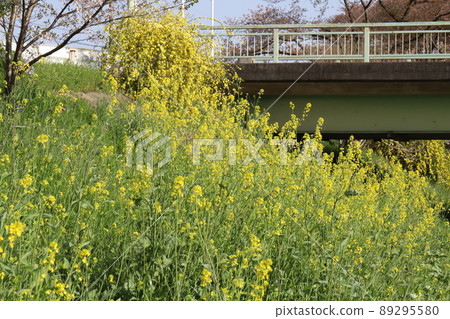 Yellow rape blossoms and winter jasmine flowers blooming in spring parks in Japan Yellow rape blossoms and winter jasmine flowers blooming in spring parks in Japan 89295580