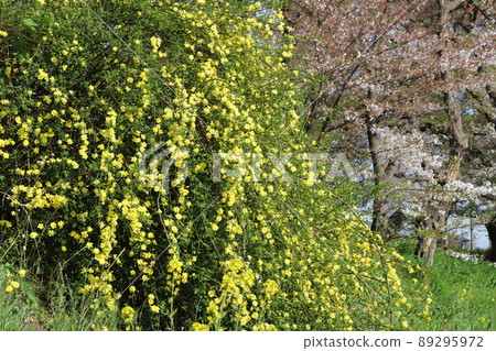 Yellow winter jasmine flowers and pink cherry blossoms blooming in spring parks in Japan Yellow winter jasmine flowers and pink cherry blossoms blooming in spring parks in Japan 89295972