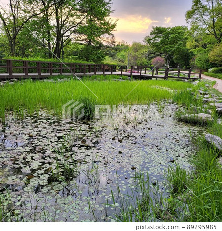 pond pond 89295985