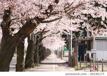 Row of cherry trees Row of cherry trees 89296175