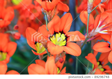 Suparakishisu Suparakishisu 89296748