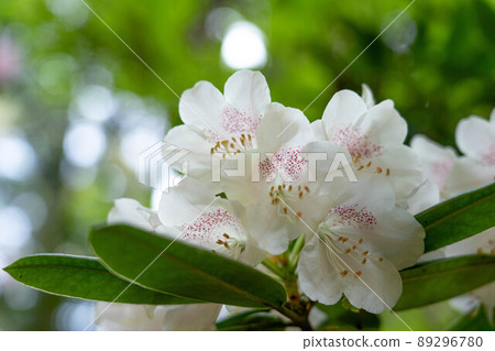 白色杜鵑花 白色杜鵑花 89296780