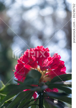 紅杜鵑花(垂直) 紅杜鵑花(垂直) 89296782