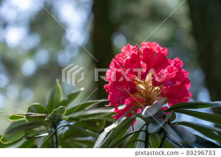 紅杜鵑(橫) 紅杜鵑(橫) 89296783