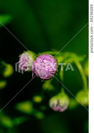 Harujion before the petals unfold 89296889