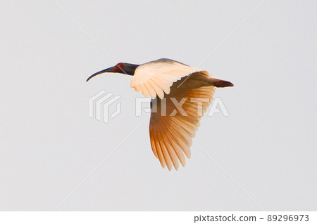 [Sado] Wild crested ibis flying over rice fields in April 89296973