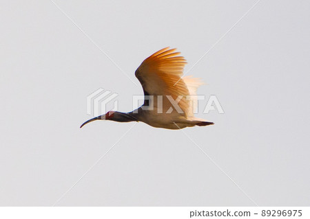 [Sado] Wild crested ibis flying over rice fields in April 89296975