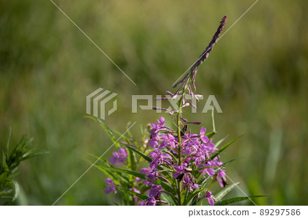 Pink flowers in the summer field, fireweed Pink flowers in the summer field, fireweed 89297586