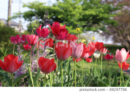 Colorful tulip flowers blooming in spring parks in Japan 89297786